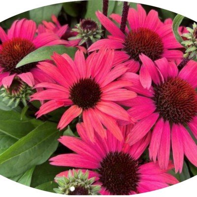 copy of Echinacea Purpurea...