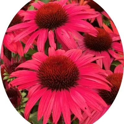 Echinacea Purpurea...