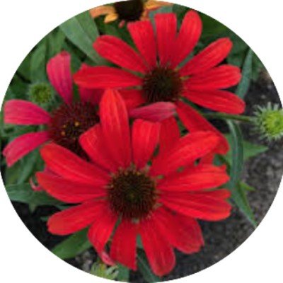 copy of Echinacea Purpurea...