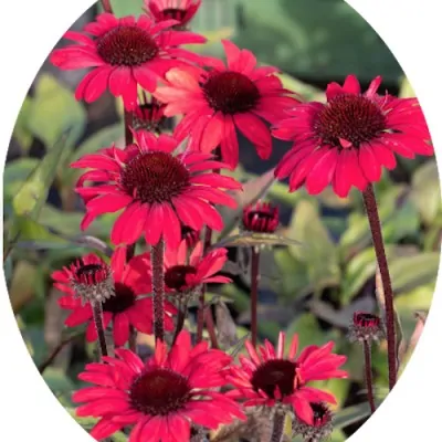 Echinacea Purpurea...