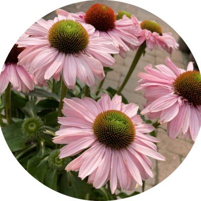 Echinacea Purpurea...