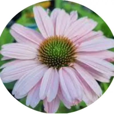 Echinacea Purpurea...