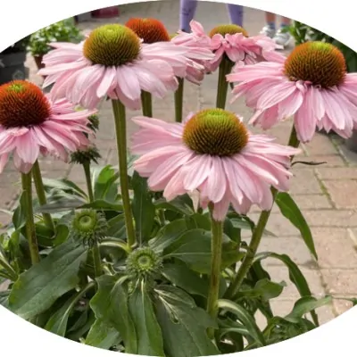 copy of Echinacea Purpurea...