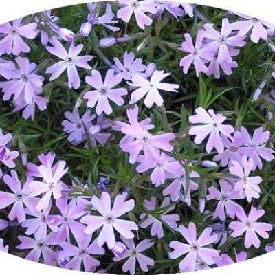 Phlox subulata  wilson vaso 10