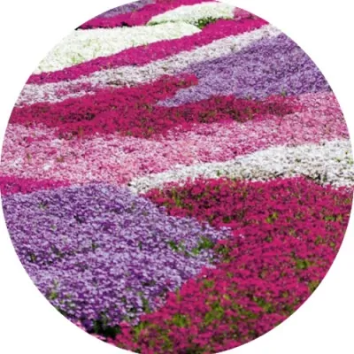 Phlox subulata  wilson vaso 10