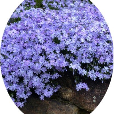 copy of Phlox subulata...