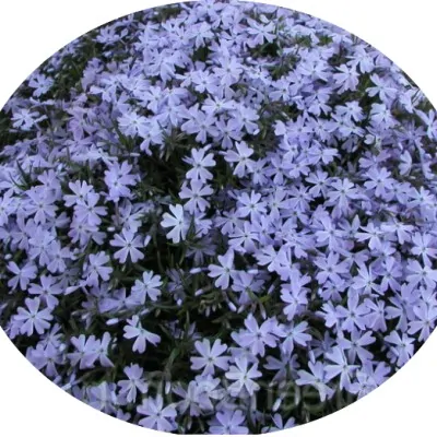 copy of Phlox subulata...