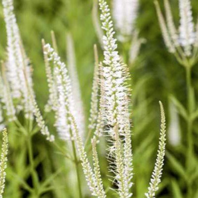 Veronicastrum virginicum...