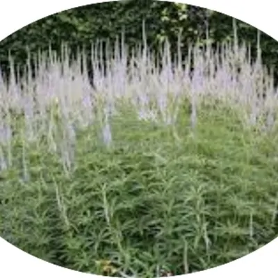 Veronicastrum virginicum...