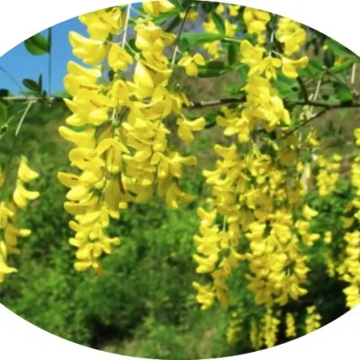 Cytisus laburnum (Maggio...