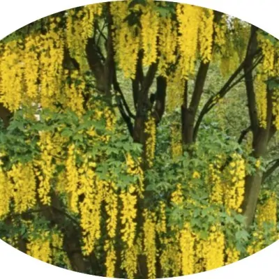 Cytisus laburnum (Maggio...