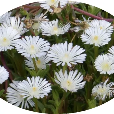 Delosperma Wheels of Wonder...