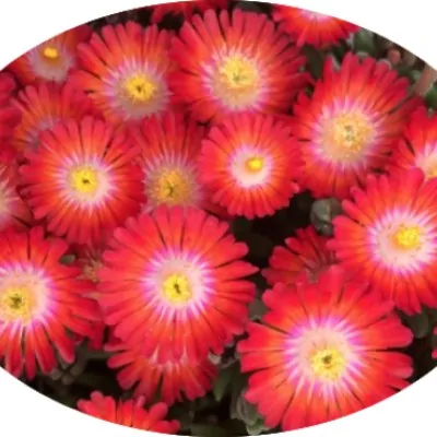 Delosperma luckhoffii Ruby...