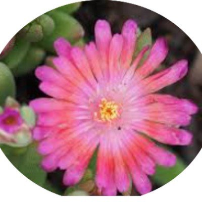 Delosperma Corinne vaso 14