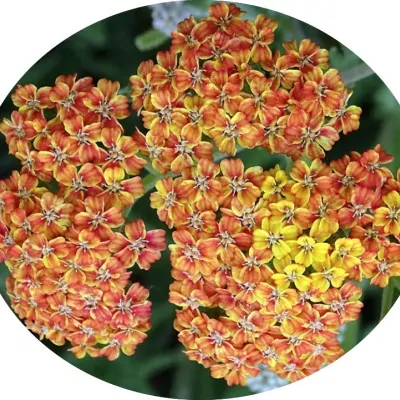 Achillea millefolium...