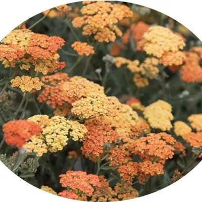 Achillea millefolium...