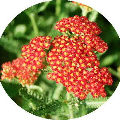 Achillea millefolium Red...