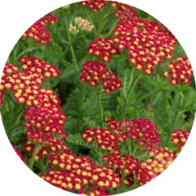 copy of Achillea...