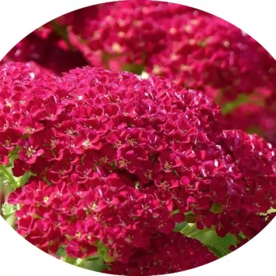 copy of Achillea...