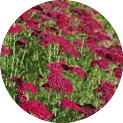 Achillea millefolium...