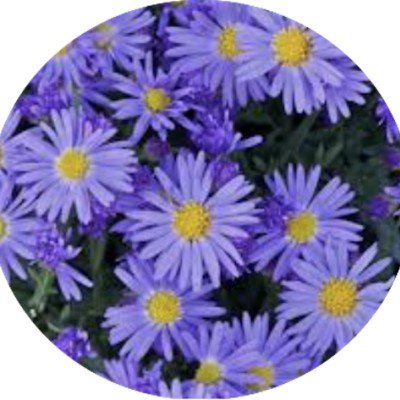 Aster Domosus Lady Blue