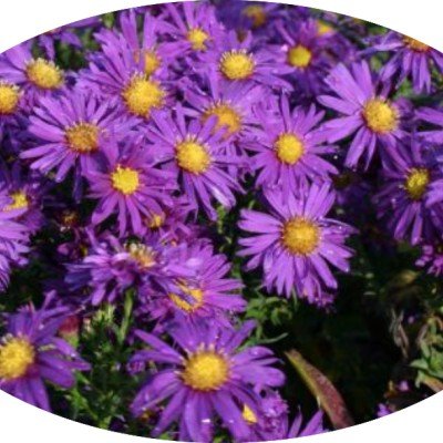 Aster Novi Belgii viola...