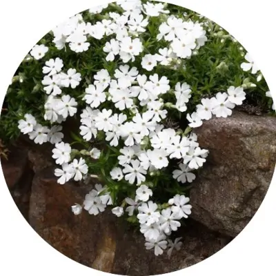 copy of Phlox subulata...