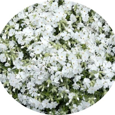 Phlox subulata  Snowflake...