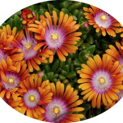 Delosperma Orange vaso 14