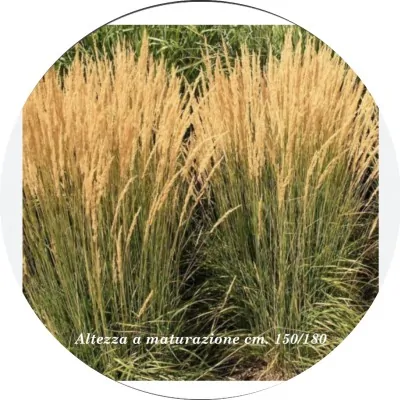 Calamagrostis cm. 150...