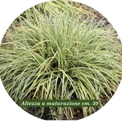 Carex Oshimensis Evergold...