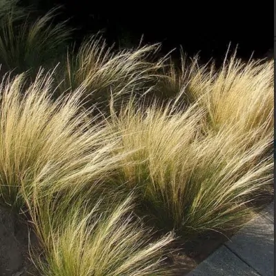 Stipa Tenuissima vaso 8/9