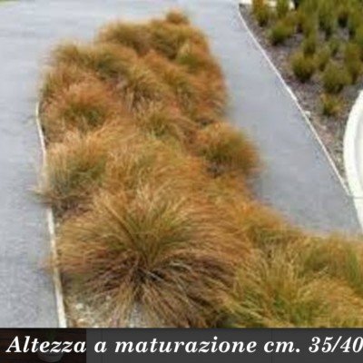 Carex cm.35 Testacea vaso...