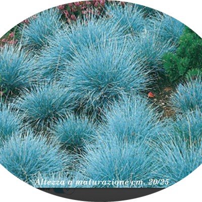 Festuca glauca 'Elijah...