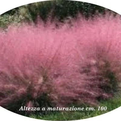 Muhlenbergia capillaris...