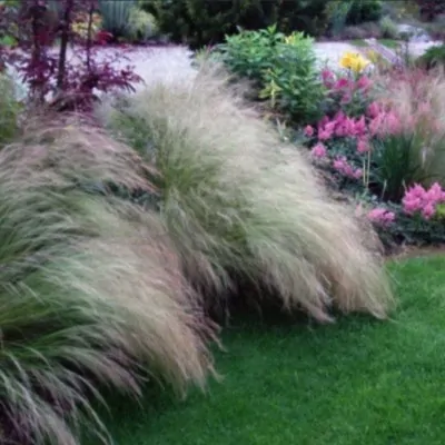 Stipa Tenuissima vaso 14