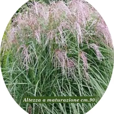 Miscanthus sin. 'Apache' ®...