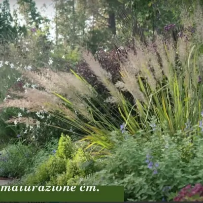 Calamagrostis arundinacea...