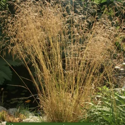 Deschampsia ces. 'Goldgehänge