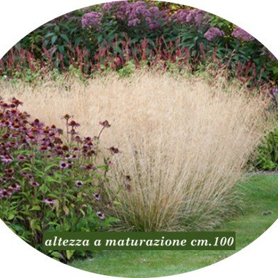 Deschampsia cm.80 Cespitosa...