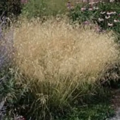 Deschampsia Cespitosa...