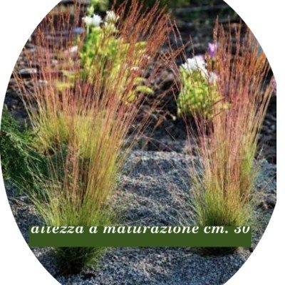 Festuca  'Walberla'