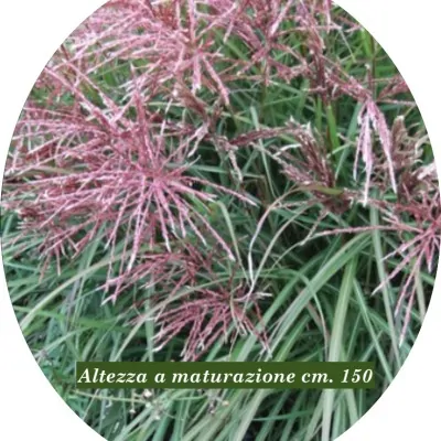 Miscanthus chinensis China v.9