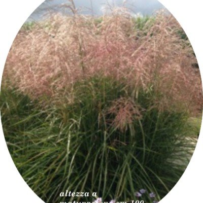 Miscanthus sinensis 'Pink...