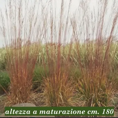 Molinia arundinacea...