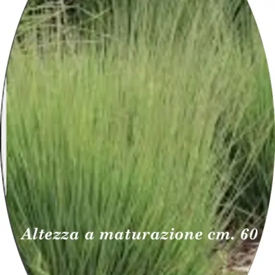 Molinia  caerulea...