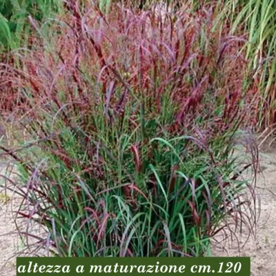 Panicum virgatum 'Squaw...