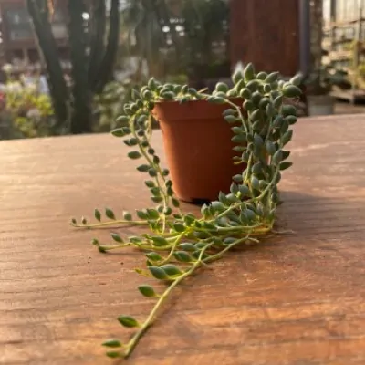 Senecio Citriformis vaso 10