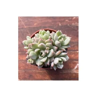 copy of Echeveria porpusorum