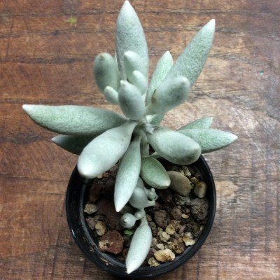 Senecio haworthii